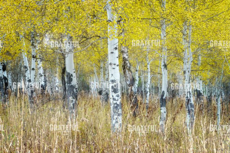 Aspens