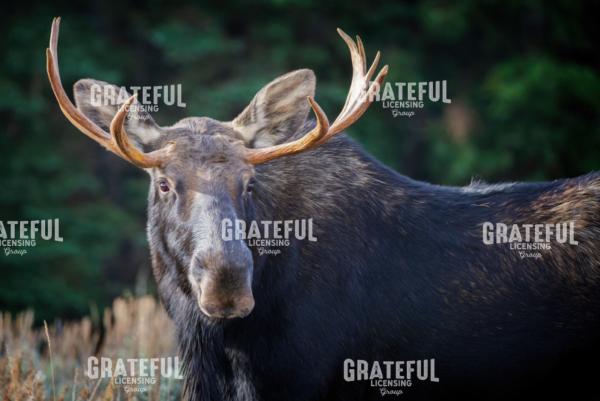 Bull Moose