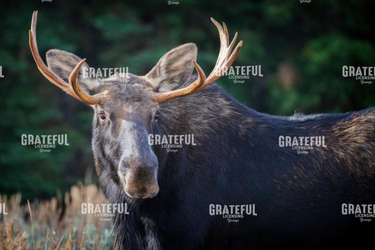 Bull Moose