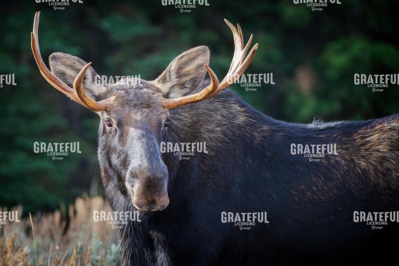 Bull Moose