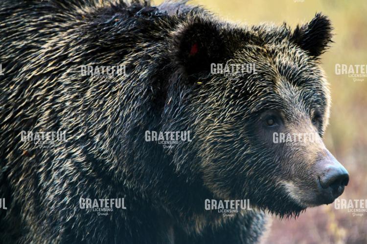 Grizzly 1063