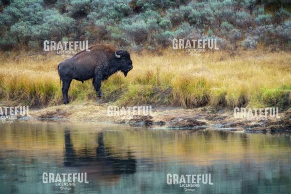 On the Banks of the Yellowstone
