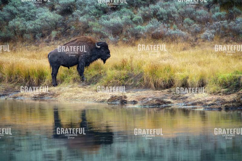 On the Banks of the Yellowstone
