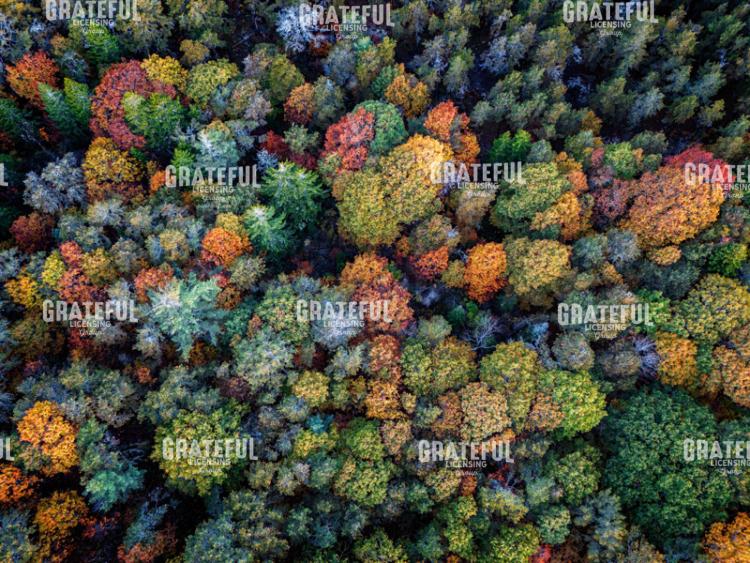 Autumn Canopy