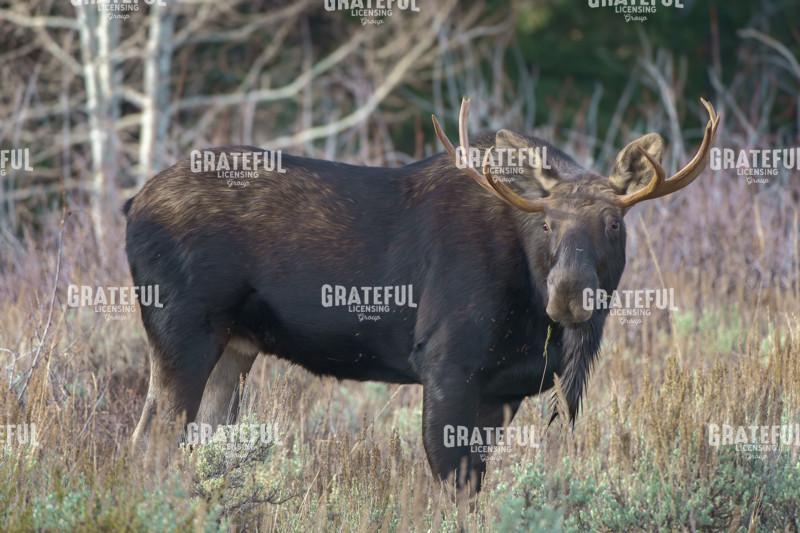 Moose on a Morning Stroll