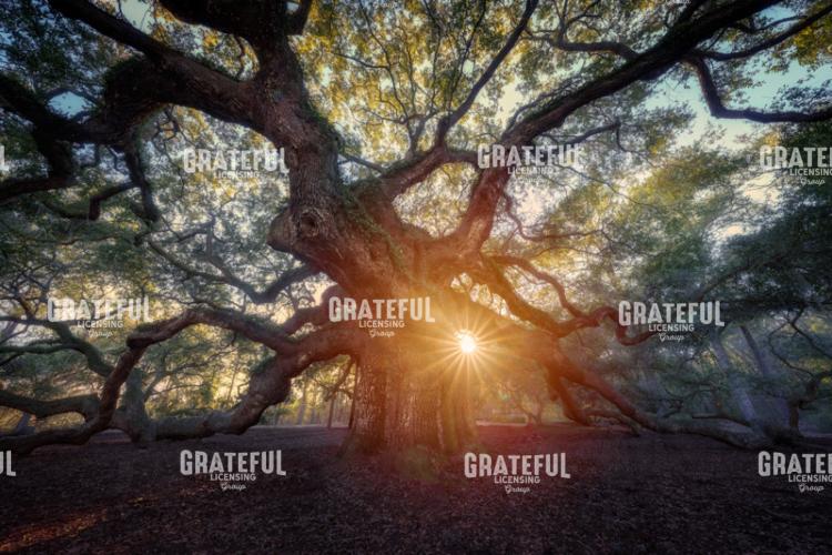 Sunset at the Angel Oak