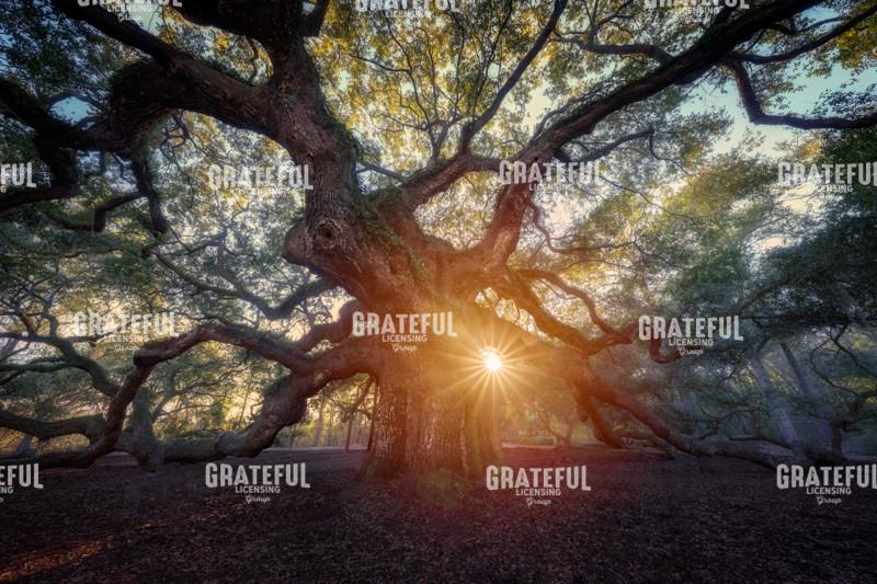 Sunset at the Angel Oak