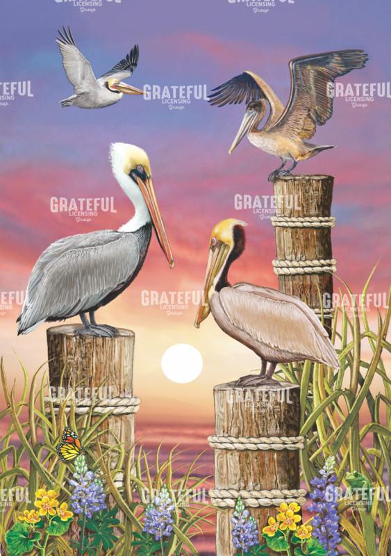 Pelicans At Sunset