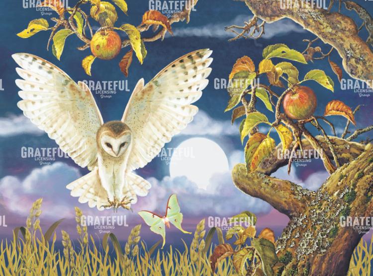 Barn Owl In Apple Orchard