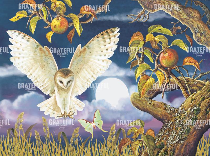 Barn Owl In Apple Orchard