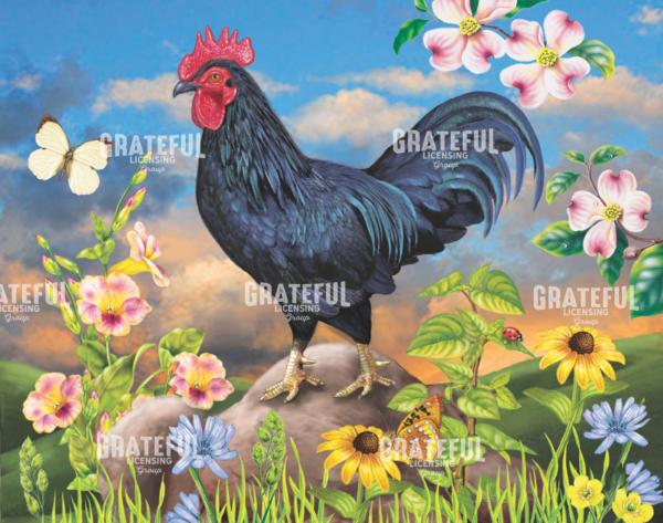 Black Rooster