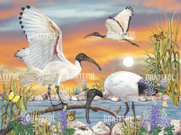 Sacred Ibis