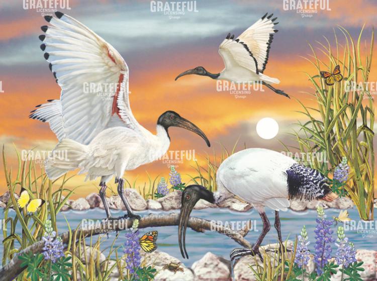 Sacred Ibis