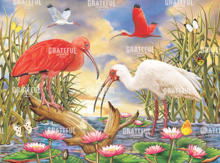 Scarlet And White Ibis