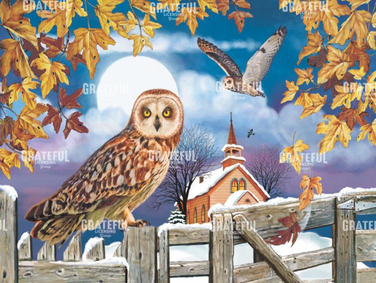 short_eared_owl In the Churchyard