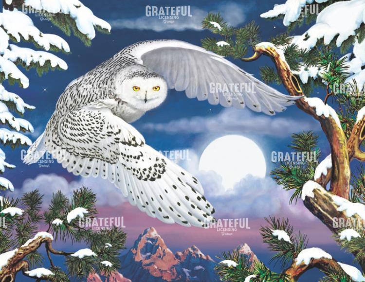 Snowy Owl