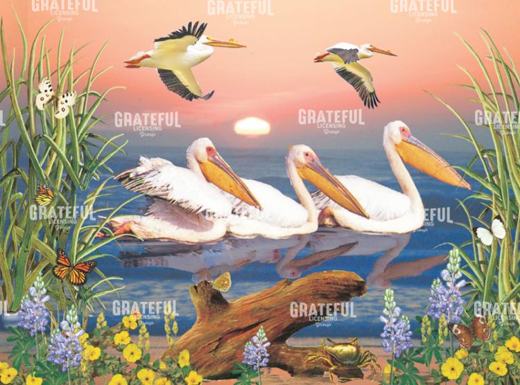 White Pelicans