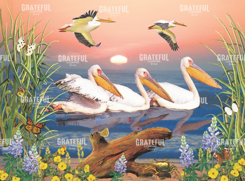 White Pelicans