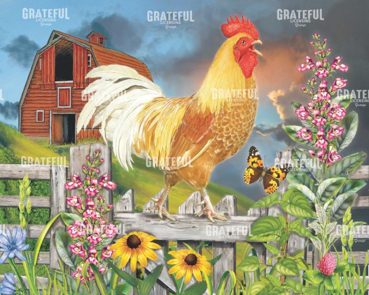 Yellow Rooster Greets The Day