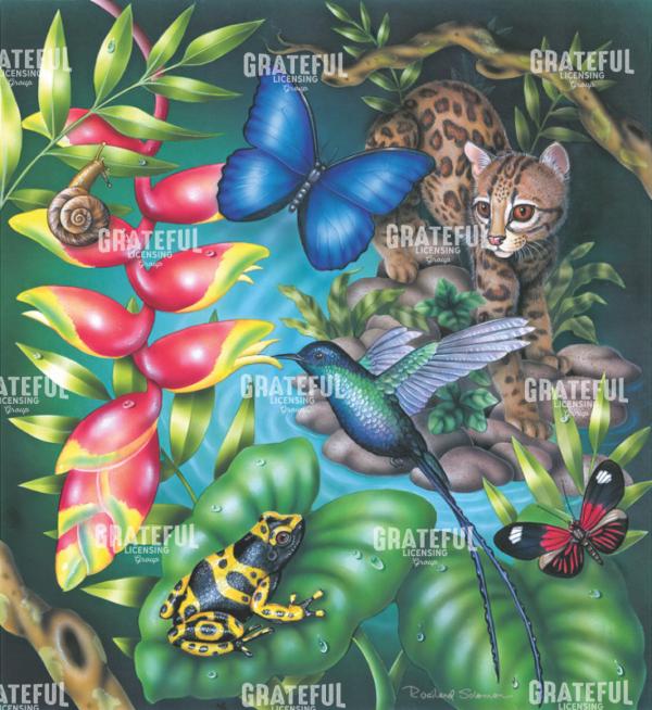Margay Watching