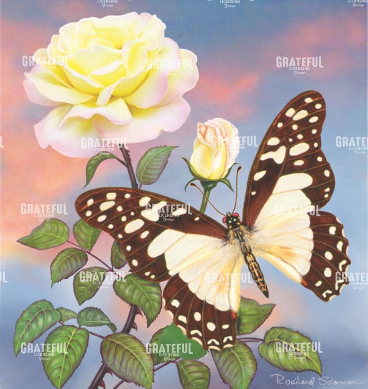 Roses And White Lady Swallowtail    Square