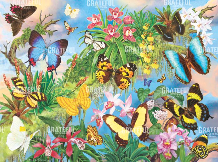 South American Butterflies