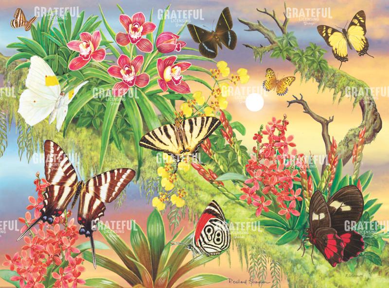 Rainforest Butterflies Close Up