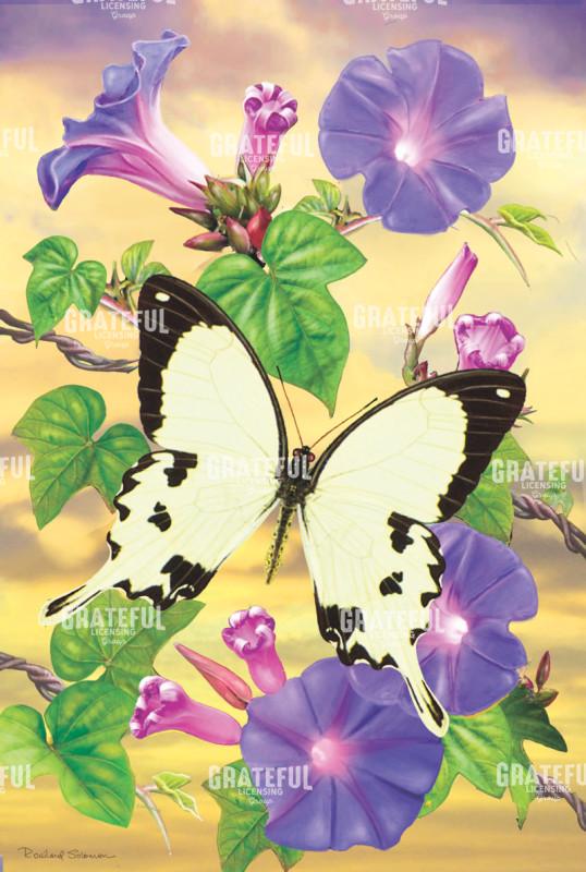 Morning Glories And Mockler Swallowtail