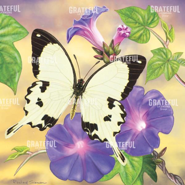 Mockler Swallowtail In Morning Glories Square