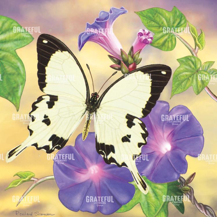 Mockler Swallowtail In Morning Glories Square