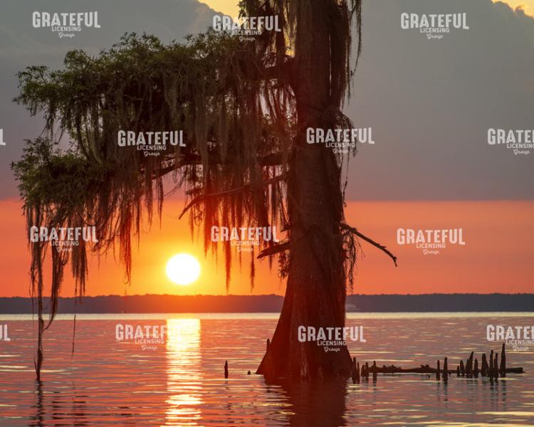 Cypress Sunset