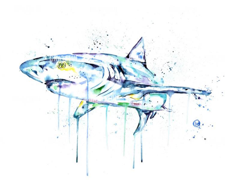 Shark