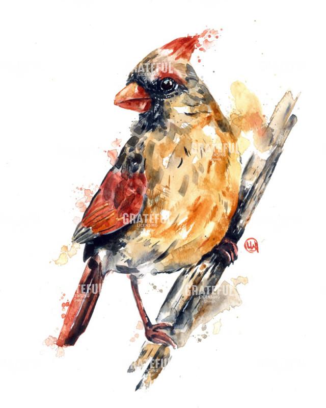 Cardinal Female