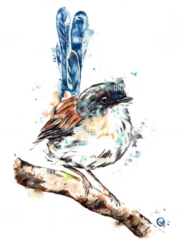 Fairy Wren