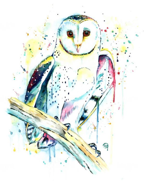 Owl