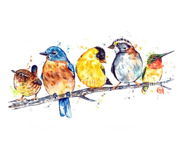 Birds - Backyard Friends