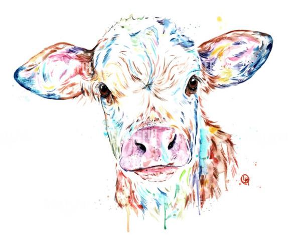 Manitoba Cow