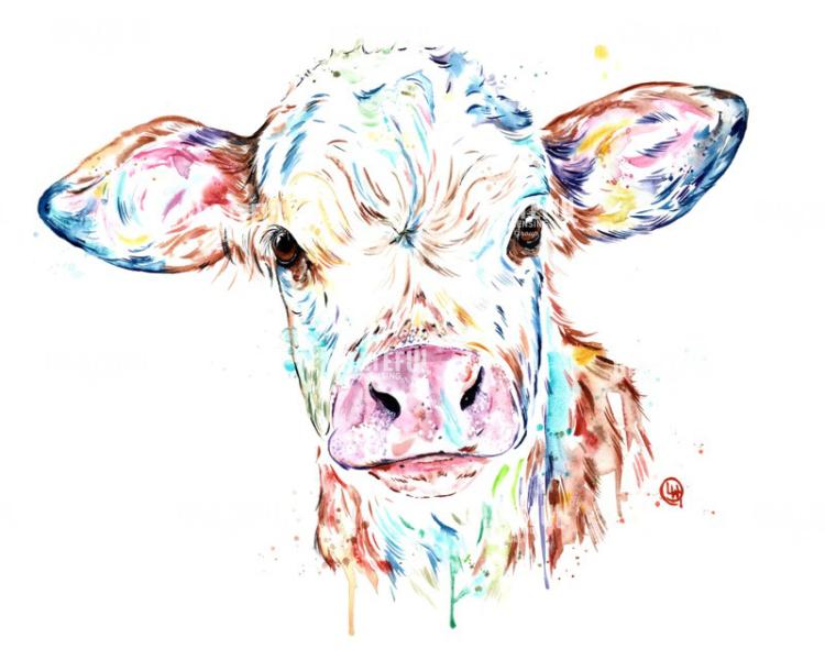 Manitoba Cow