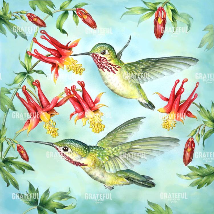 Male Calliopes