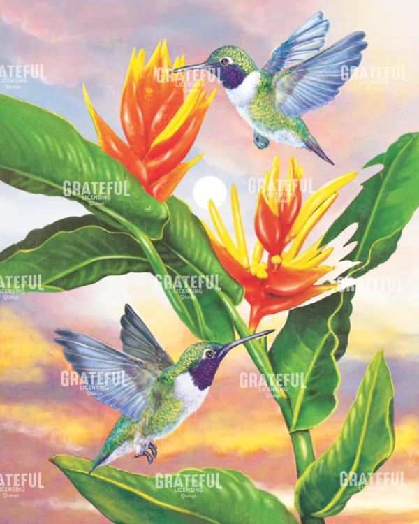 Black Chinned Hummingbirds And Golden Heliconia