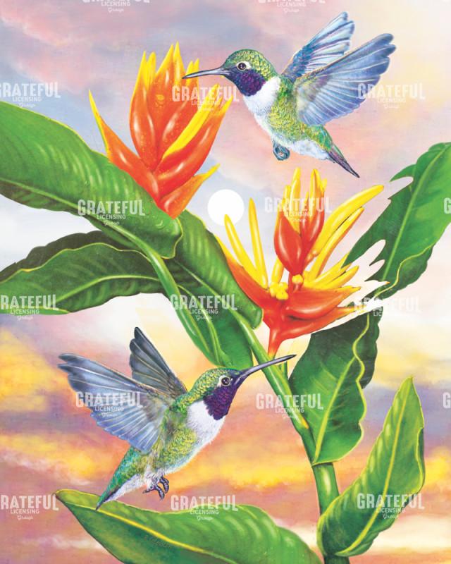 Black Chinned Hummingbirds And Golden Heliconia