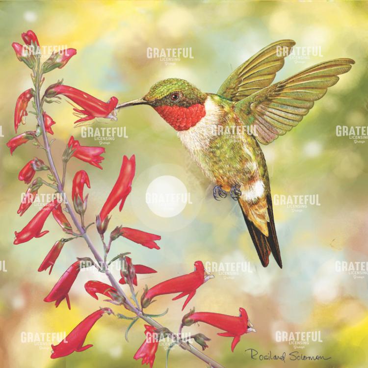 Annas Hummingbird