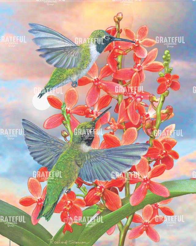 Black Chinned Hummingbirds With Orchids