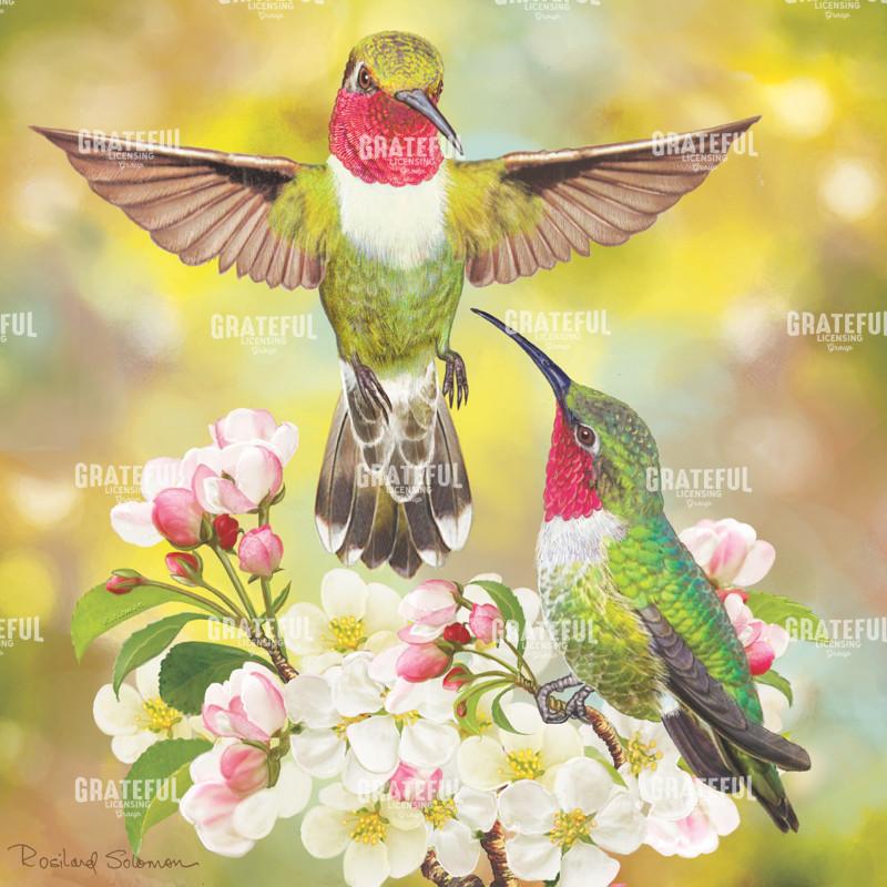 Hummingbird Challenger