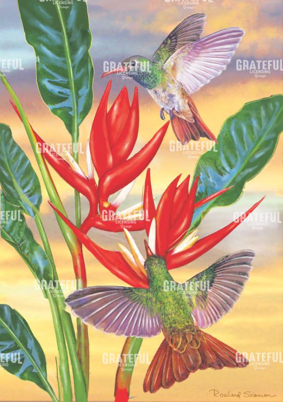 Buff Bellied Hummingbirds And Red Christmas Eliconia
