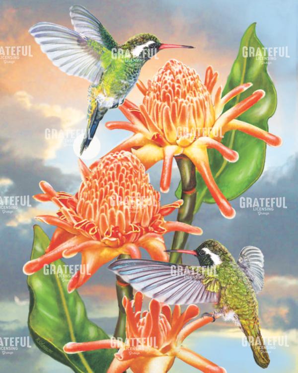White Eared Hummingbirds With Torchginger