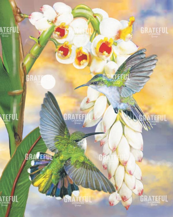 Antillan Hummingbirds With Shell Ginger