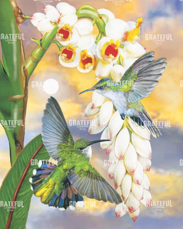 Antillan Hummingbirds With Shell Ginger