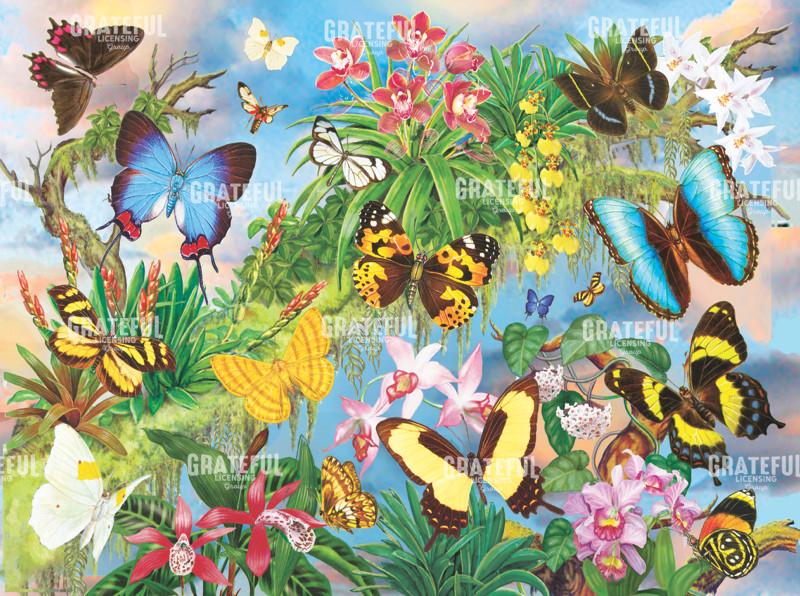 South American Butterflies