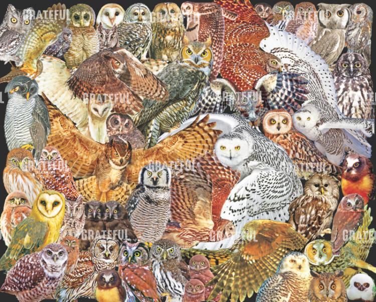 Owls